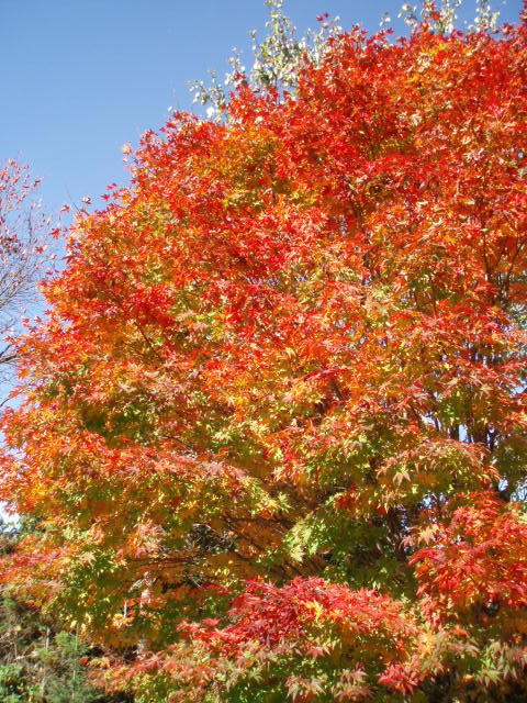 紅葉ドライブ~アクシデントあり~