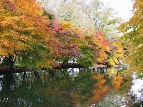 清水公園の紅葉真っ盛りです^^