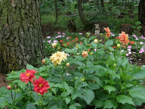 カンタベリーの庭～花フェスタ2009～写真集vol.1