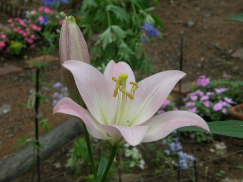 カンタベリーの庭～花フェスタ2009～写真集vol.2