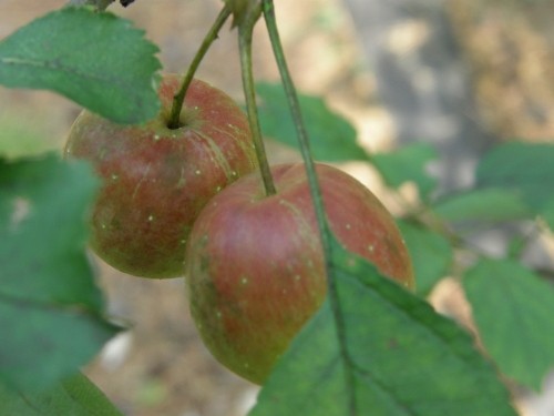 かわいい「りんご」の実がなりました！～３年前に植えた「アルプス乙女」～