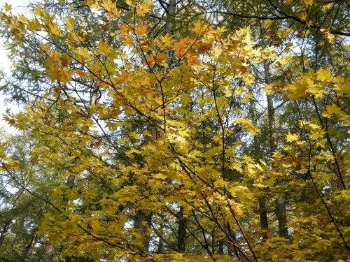 ここ一週間で、急に庭の木々が紅葉しはじめましたが・・!