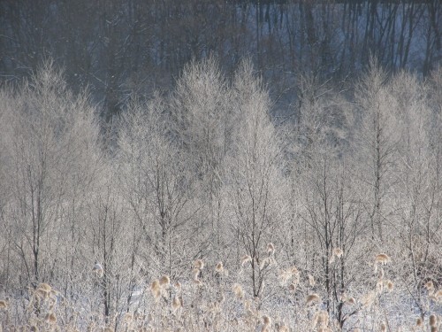 厳冬の朝は「霧氷」観察に行きませんか？