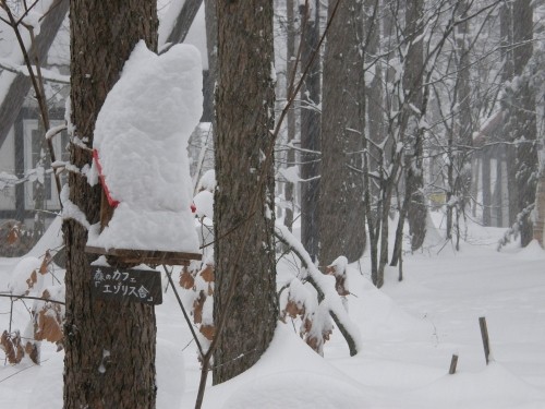 また、ドカ雪?昨日、きれいに雪かきしたのに!今年は雪、多い?