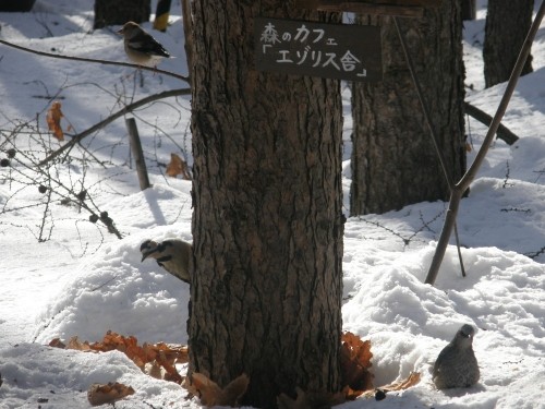 野鳥さん・・大集合!~森のカフェ「エゾリス舎」に・・~