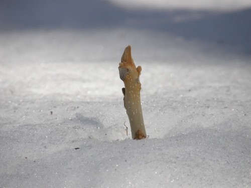 雪の中から”おさる”さんが出てきて・・新芽も春の準備中!