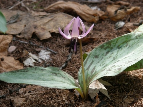 今年も・・カンタベリーの庭に「カタクリ」の清楚な花が咲き始めました。