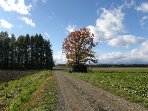 カシワのある風景~10月・秋深まる中札内村より~