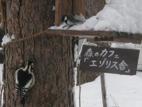 今日は冬の十勝らしい晴れ・・「野鳥さん」も大喜び!