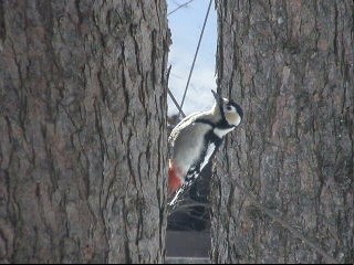 毎日、同じカラマツの木で同じ動きをする「アカゲラ」さんの<動画>