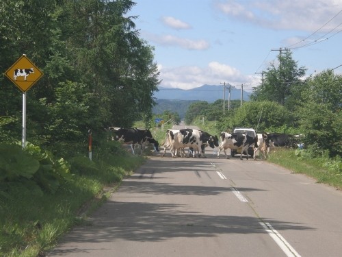 牛も横断！さまざまな農村風景が楽しめる「南十勝ファームロード」（１）