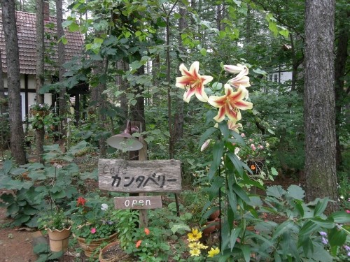 夏の終わり?に咲くのカンタベリーの看板”ゆり”