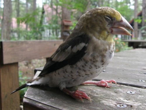 「ドカ~ン・・ドスン」野鳥さんが窓に激突してしまいました。