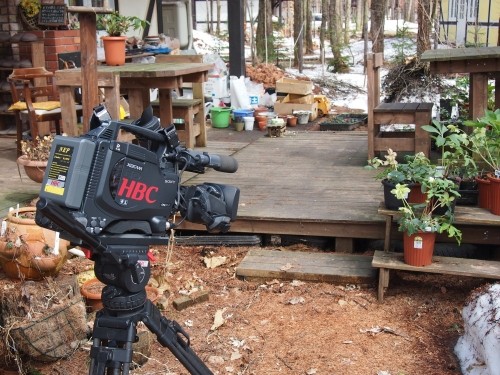 ”HBC”お昼前のニュースで「クリスマスローズ・ガーデン」が映る予定？