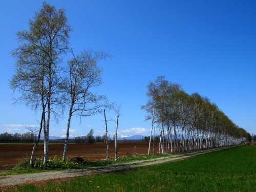 5月の中札内村・しらかば防風林のある農村風景