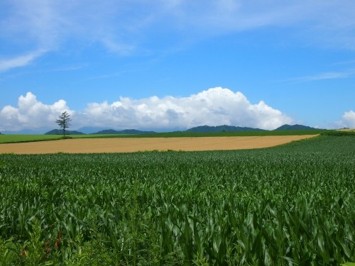 収獲近い実った”小麦のある風景”~7月中札内村の農村風景~