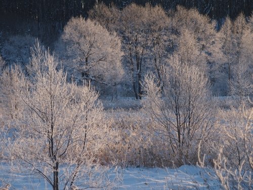 今朝の中札内村－１８℃です。この冬初めて更別霧氷スポットへ！