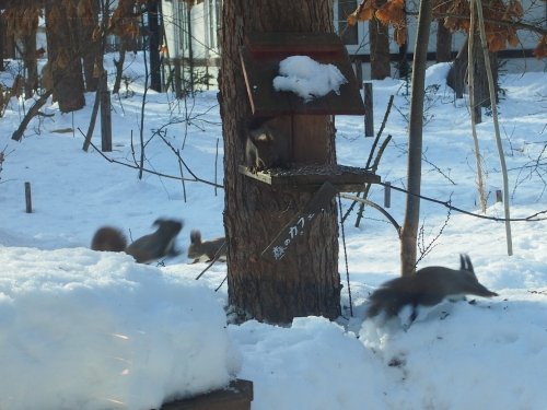 春の陽気にエゾリス君大集合。カメラに4匹・・収まりました!
