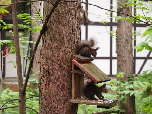 エゾリス家族がやってきた!~かわいい”3”匹の”こりすちゃん”Ⅱ~
