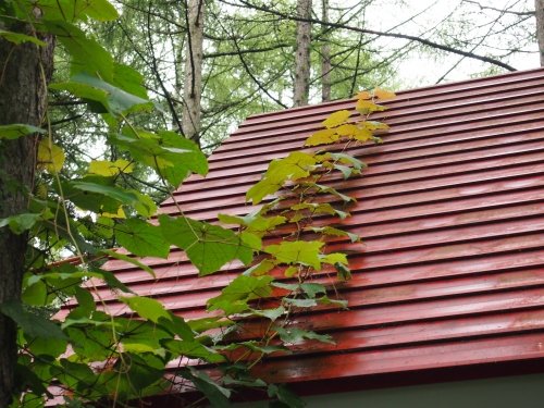 スゴイぞ!”やまぶどう”・・エゾリス舎の屋根をのぼる!