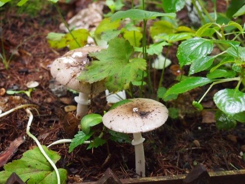 カンタベリーの庭は「きのこ園」に・・雨続きで寒い？９月のはじまり。