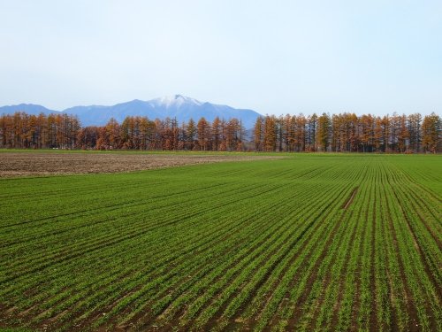 ～黄金色のカラマツ紅葉～中札内村１１月の農村風景は素敵です。