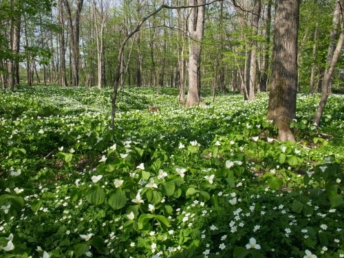 ”オオバナノエンレイソウ”の咲き始めた「六花の森」に行ってみました。