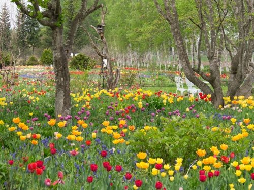 「紫竹ガーデン」十勝の田園風景をバックに咲く”チューリップ”