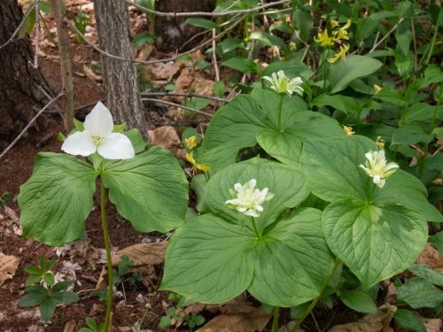 新緑のなか・・今年は早く開花「奇形のオオバナノエンレイソウ」