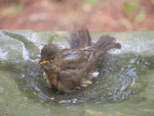 あまりの暑さに・・”ひばり”ちゃん？水たまりで水浴び！