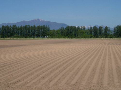 6月まっすぐな畑の畝の先には新緑と残雪の日高山脈