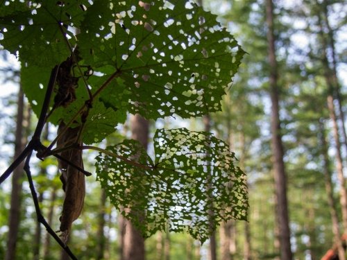 がんばれ”ヤマブドウ”葉っぱは虫に喰われても・・