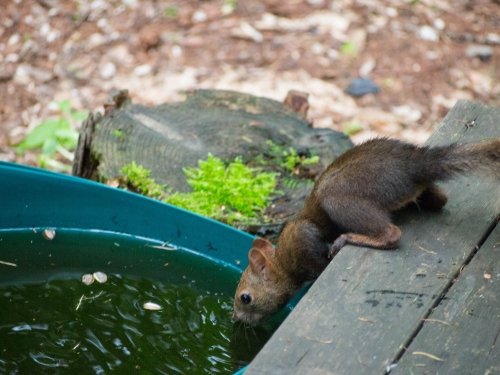夏の暑さが苦手なエゾリス君・・今年の暑さもピークが過ぎたよ?