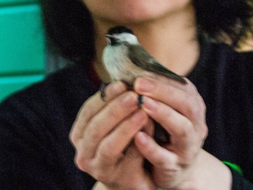 森のエゾリス舎の風除室に迷い込んでしまった”シジュウカラ”さん