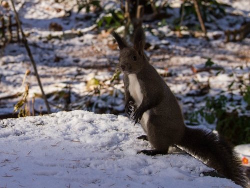 この冬はじめての積雪に・・雪の感触を確かめる?エゾリス君