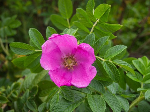 秋の気配・・「六花の森」での休日!