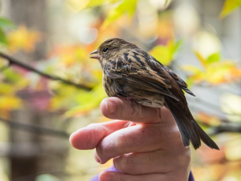 窓ガラスにぶつかってしまった・・キバシリの幼鳥?