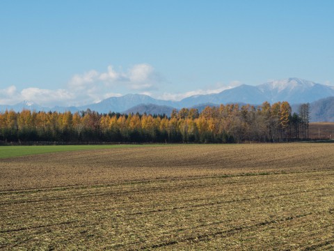 カンタベリーとその周辺の「カラマツの紅葉」が見頃となりました。