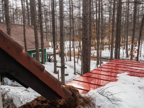 穏やかな新年度の始まり・・エゾフクロウになった気分で森の風景を!