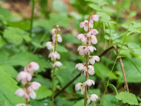 カンタベリーに自生の「ベニバナイチヤクソウ」と「スズラン」が開花中!