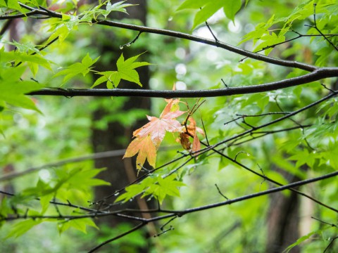 今年の6月は雨続き・・気温も低くてモミジも紅葉!