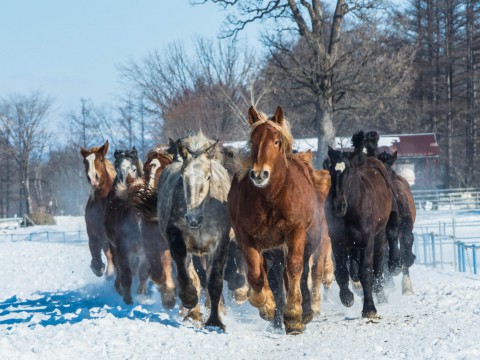音更・十勝牧場で冬の風物詩「馬追い運動」を見学。
