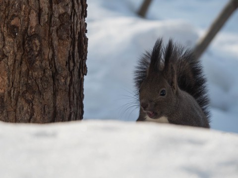 エゾリスぴょこぴょこ、のどかな朝から一転、吹雪に・・