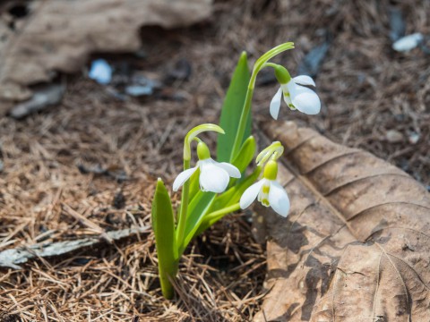 今年も春の花一番乗りは「スノードロップ」でした。