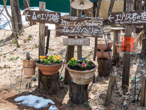 春の花のシーズン到来!クロッカス開花、プリムラ・ビオラを植え付け。