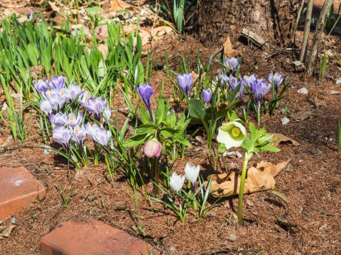 カンタベリーのガーデン・春の花が一気に咲き始めました。