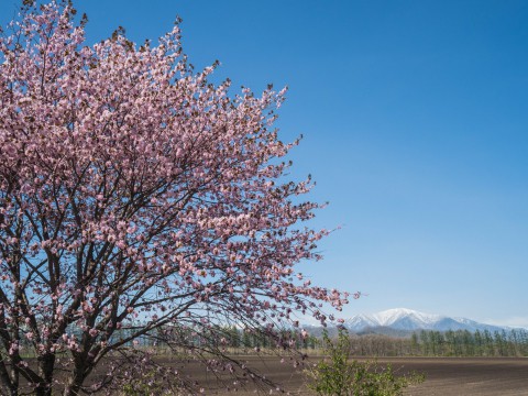 「村道沿いの一本桜」と「桜六花公園」村の桜が見頃です!