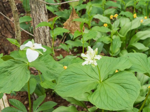 奇形のオオバナノエンレイソウ開花!エゾリス君も4匹全開!