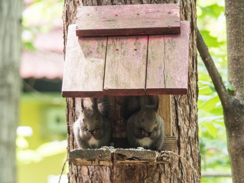 ”こりすちゃん”2匹で仲良く並んで小屋に・・!