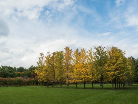 今季一番の冷え込み・・「美術村庭園」の紅葉が見事です。